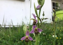 bee-orchid-ophrys-apifera-a-very-adorable-looking-plant-v0-1tn4yf7q82wd1 (1)